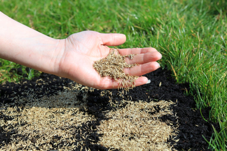 Planting Grass Seed? Pay Attention to These 4 Things and Your New Turf