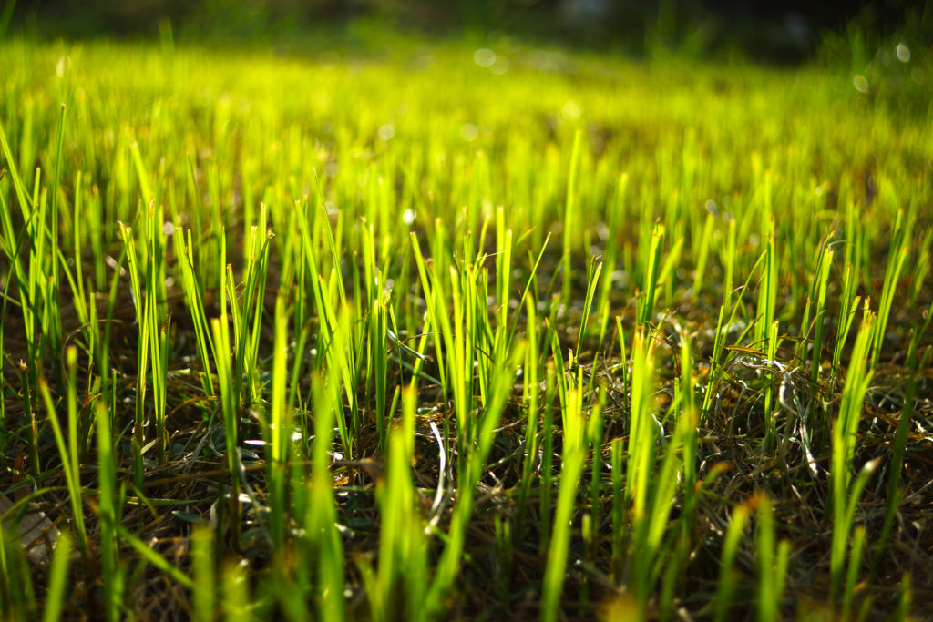 planting-grass-seed-pay-attention-to-these-4-things-and-your-new-turf